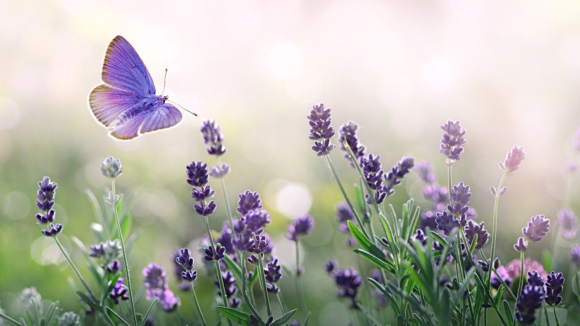 Purple blossoming Lavender and flying butterfly in nature.